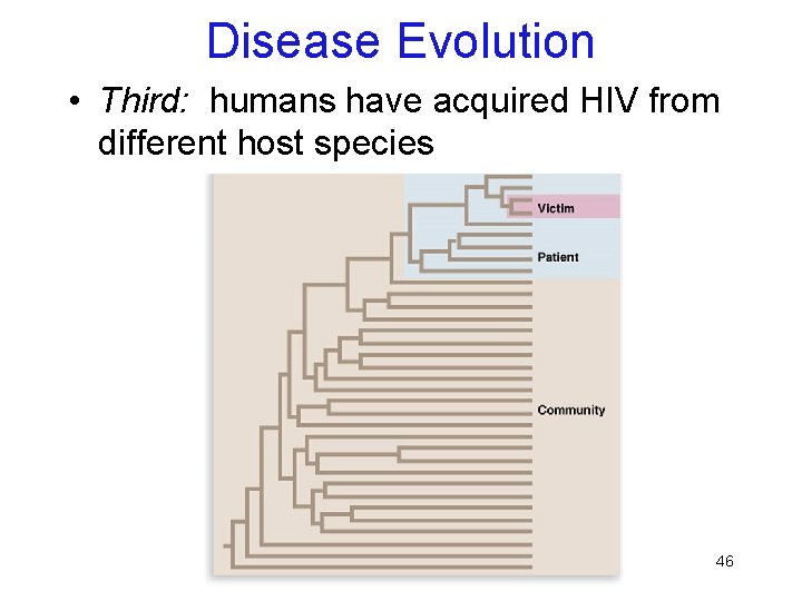 Disease Evolution • Third: humans have acquired HIV from different host species 46 