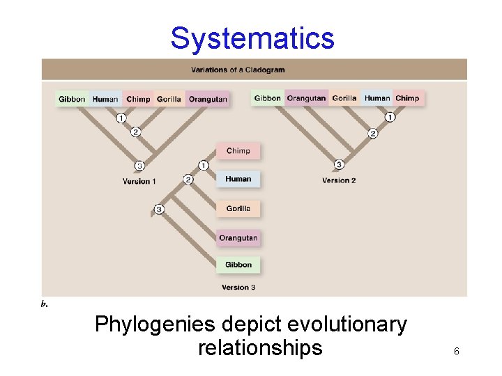 Systematics Phylogenies depict evolutionary relationships 6 