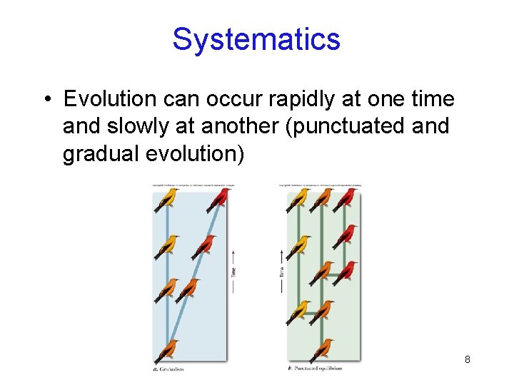 Systematics • Evolution can occur rapidly at one time and slowly at another (punctuated