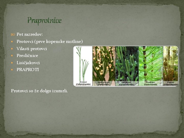 Praprotnice Pet razredov: § Protovci (prve kopenske rastline) § Vilasti protovci § Presličnice §