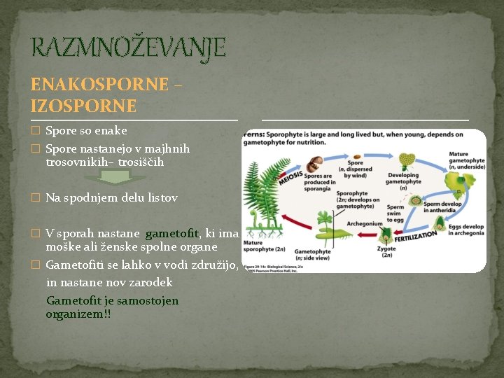 RAZMNOŽEVANJE ENAKOSPORNE – IZOSPORNE � Spore so enake � Spore nastanejo v majhnih trosovnikih–