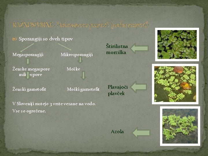 RAZNOSPORNE - Heterosporne praproti (vodne praproti) Sporangiji so dveh tipov Megasporangiji Mikrosporangiji Ženske megaspore