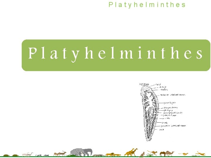 Platyhelminthes 