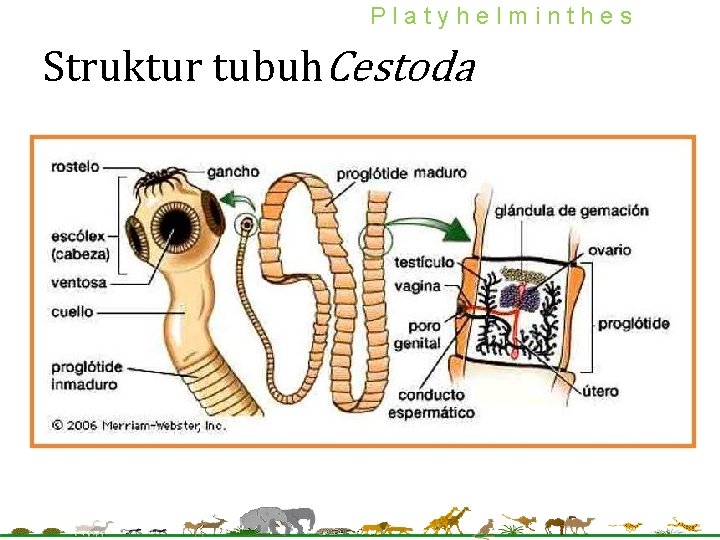 Platyhelminthes kelas turbellaria