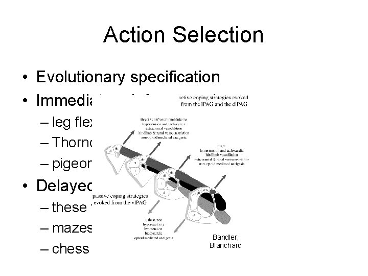 Action Selection • Evolutionary specification • Immediate reinforcement: – leg flexion – Thorndike puzzle