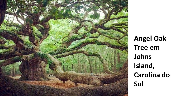 Angel Oak Tree em Johns Island, Carolina do Sul 