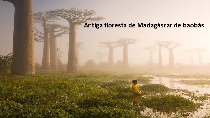 Antiga floresta de Madagáscar de baobás 