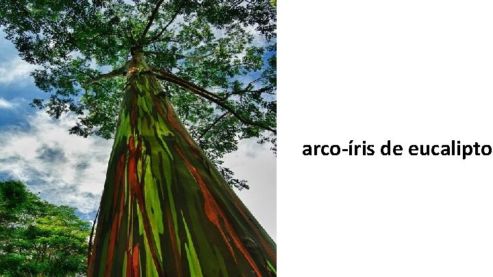 arco-íris de eucalipto 