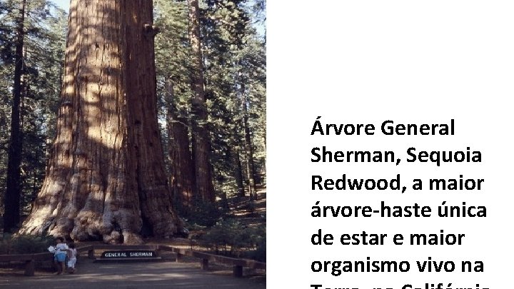 Árvore General Sherman, Sequoia Redwood, a maior árvore-haste única de estar e maior organismo