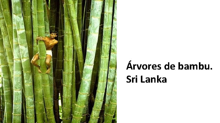 Árvores de bambu. Sri Lanka 