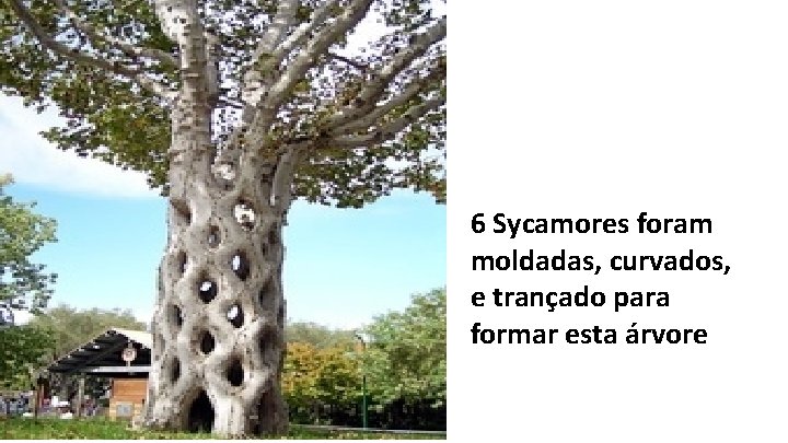 6 Sycamores foram moldadas, curvados, e trançado para formar esta árvore 