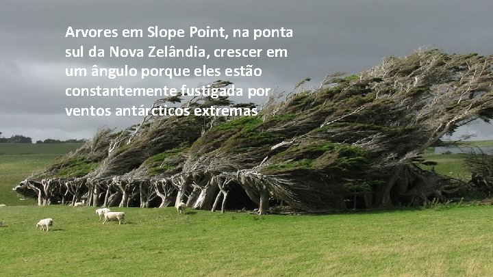 Arvores em Slope Point, na ponta sul da Nova Zelândia, crescer em um ângulo