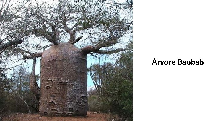 Árvore Baobab 