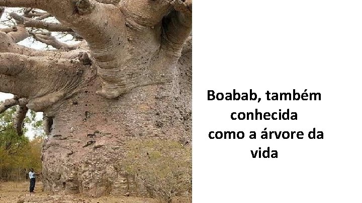 Boabab, também conhecida como a árvore da vida 