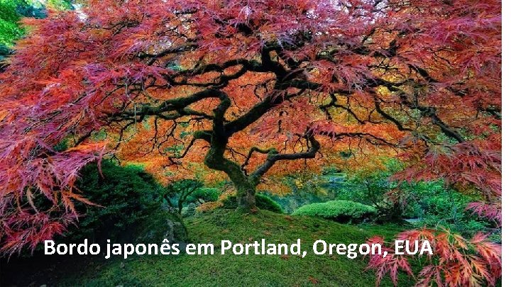 Bordo japonês em Portland, Oregon, EUA 