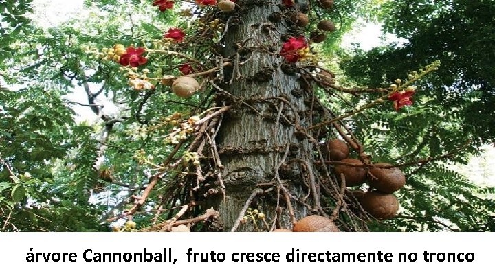 árvore Cannonball, fruto cresce directamente no tronco 