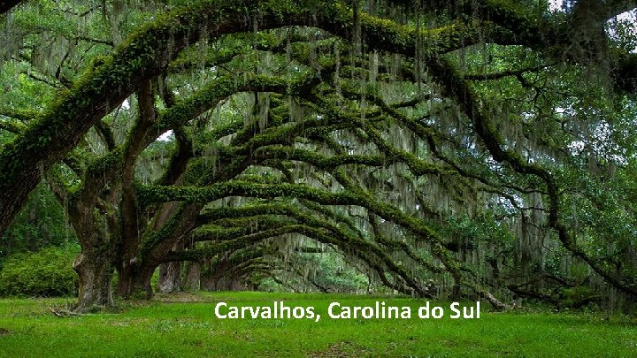 Carvalhos, Carolina do Sul 