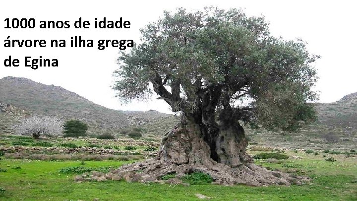 1000 anos de idade árvore na ilha grega de Egina 