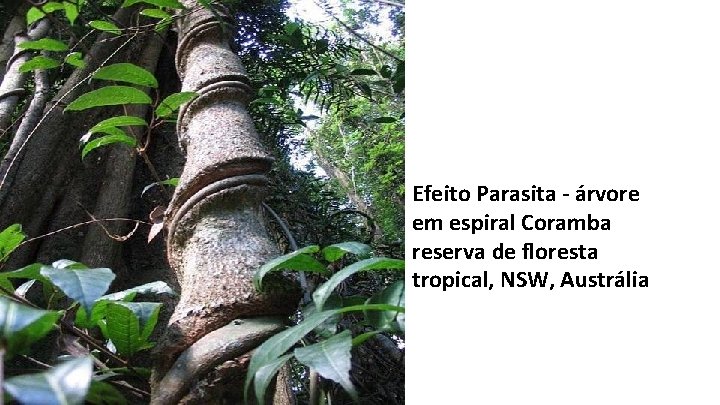 Efeito Parasita - árvore em espiral Coramba reserva de floresta tropical, NSW, Austrália 