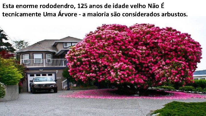 Esta enorme rododendro, 125 anos de idade velho Não É tecnicamente Uma Árvore -