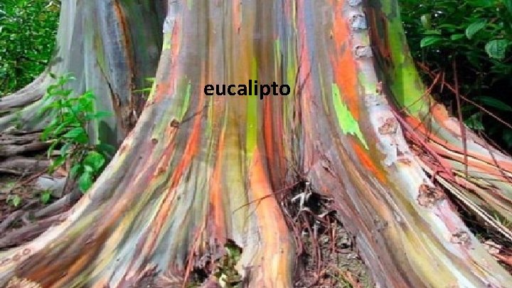 eucalipto 