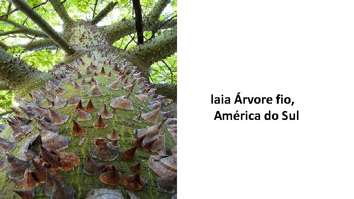 laia Árvore fio, América do Sul 