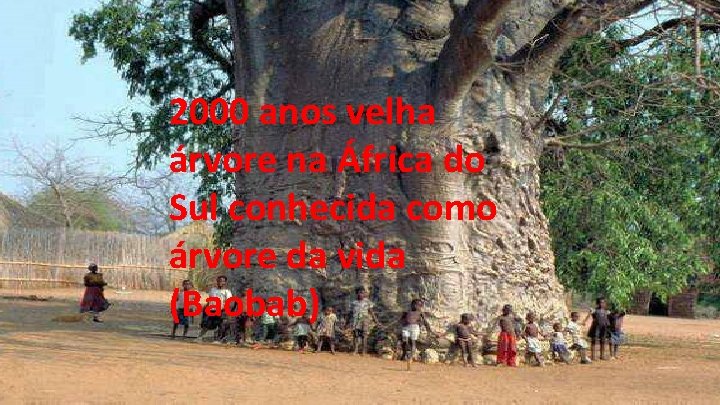 2000 anos velha árvore na África do Sul conhecida como árvore da vida (Baobab)