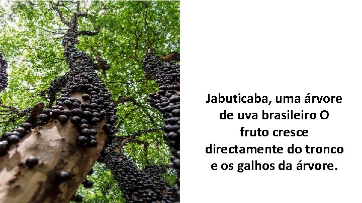 Jabuticaba, uma árvore de uva brasileiro O fruto cresce directamente do tronco e os