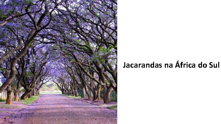 Jacarandas na África do Sul 