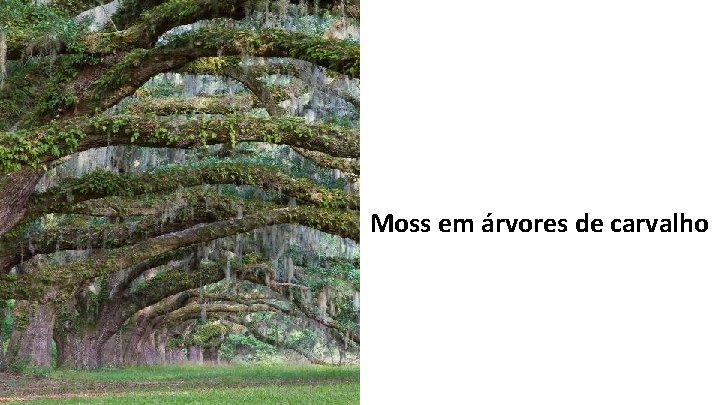 Moss em árvores de carvalho 