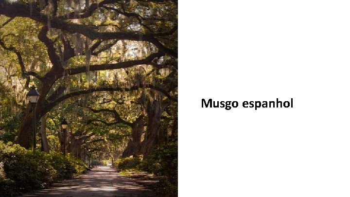 Musgo espanhol 