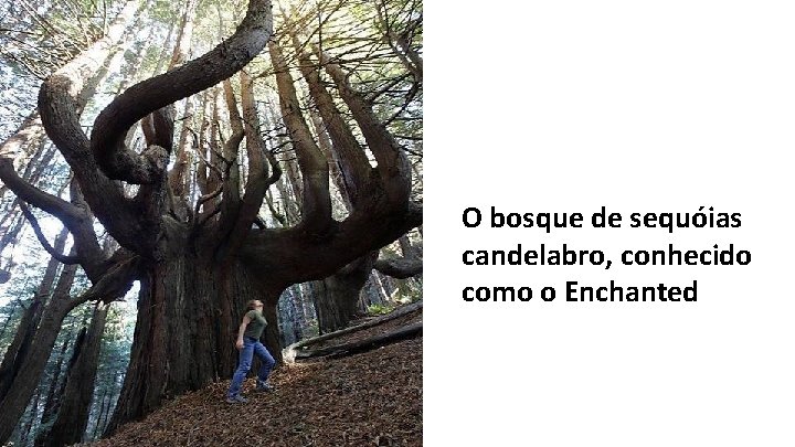 O bosque de sequóias candelabro, conhecido como o Enchanted 