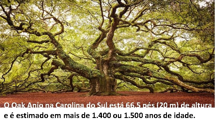 O Oak Anjo na Carolina do Sul está 66, 5 pés (20 m) de