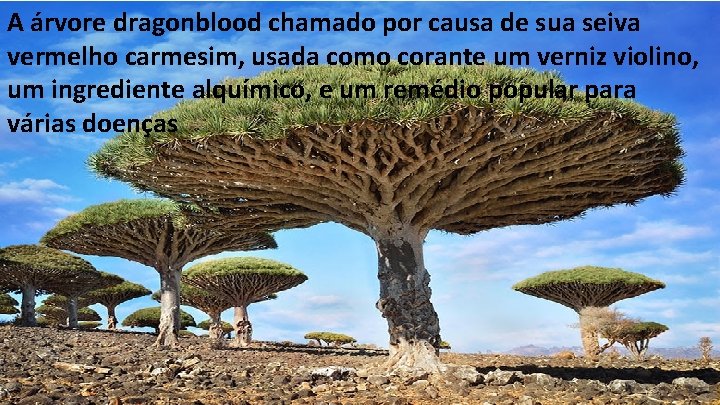 A árvore dragonblood chamado por causa de sua seiva vermelho carmesim, usada como corante