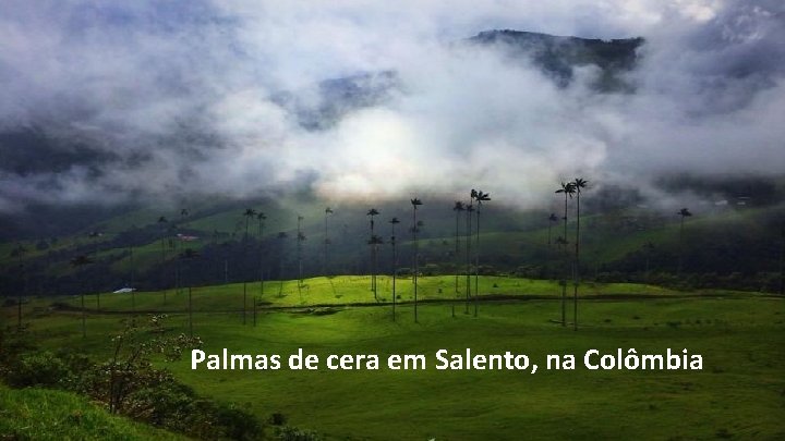 Palmas de cera em Salento, na Colômbia 