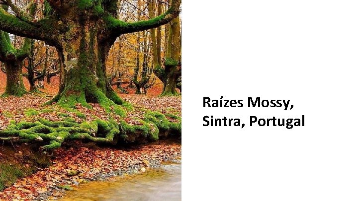 Raízes Mossy, Sintra, Portugal 