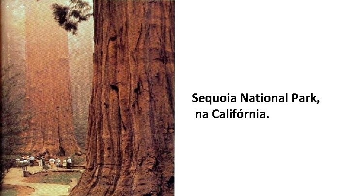 Sequoia National Park, na Califórnia. 