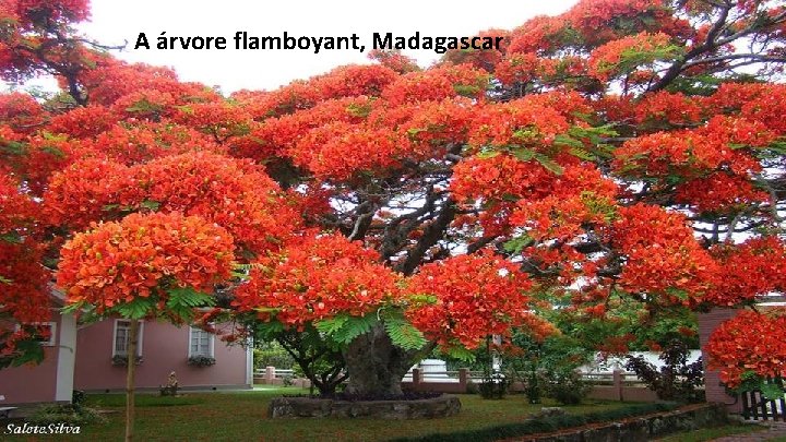 A árvore flamboyant, Madagascar 