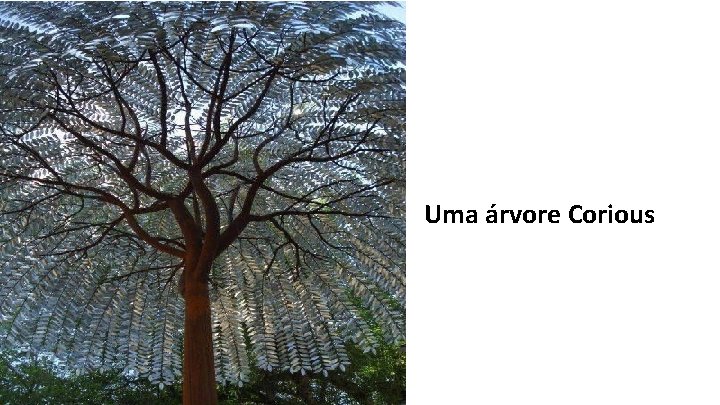 Uma árvore Corious 