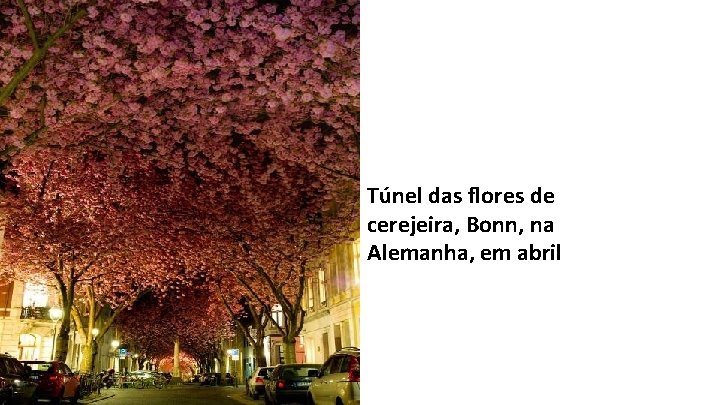 Túnel das flores de cerejeira, Bonn, na Alemanha, em abril 