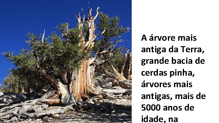 A árvore mais antiga da Terra, grande bacia de cerdas pinha, árvores mais antigas,