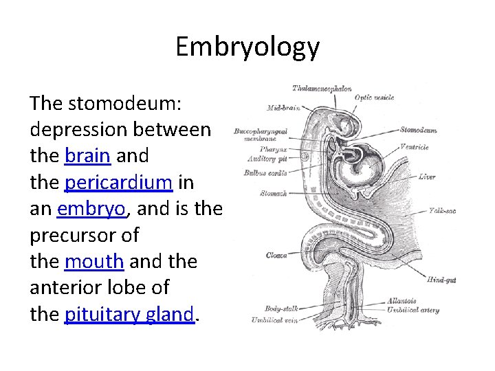 Embryology The stomodeum: depression between the brain and the pericardium in an embryo, and