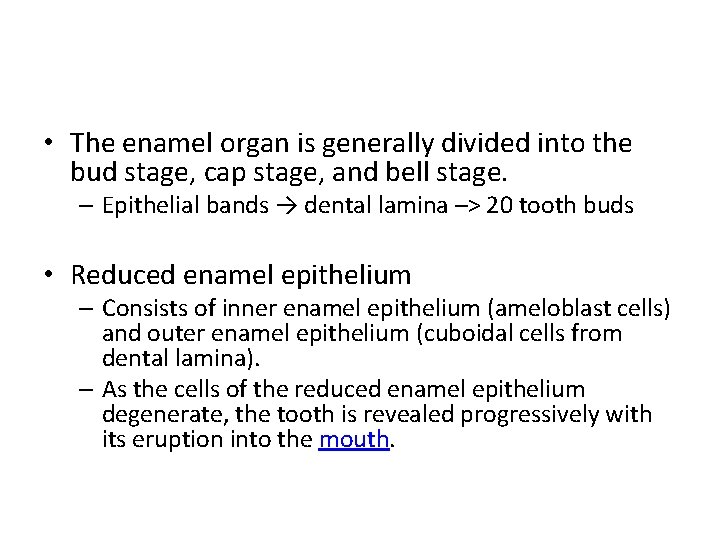  • The enamel organ is generally divided into the bud stage, cap stage,