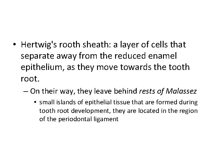  • Hertwig's rooth sheath: a layer of cells that separate away from the