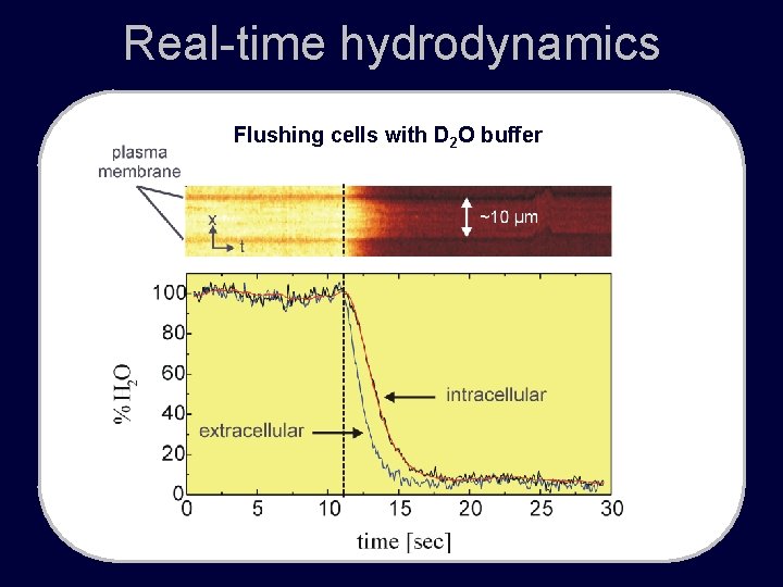 Real-time hydrodynamics Flushing cells with D 2 O buffer 