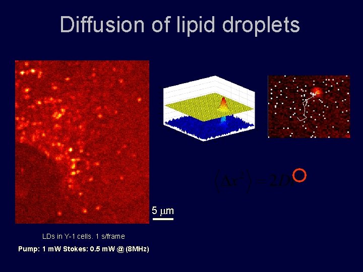 Diffusion of lipid droplets 5 mm LDs in Y-1 cells. 1 s/frame Pump: 1