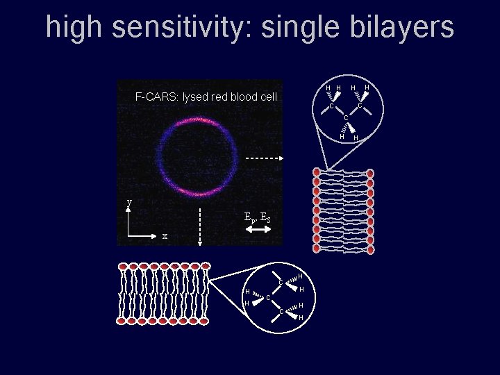 high sensitivity: single bilayers H H F-CARS: lysed red blood cell H H C
