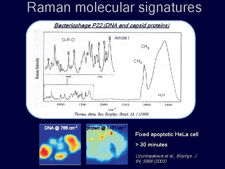 Raman molecular signatures Bacteriophage P 22 (DNA and capsid proteins) O-P-O Amide I CH