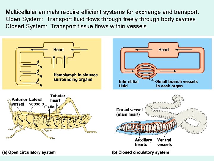 Animal Transport Transport is the circulation and distribution