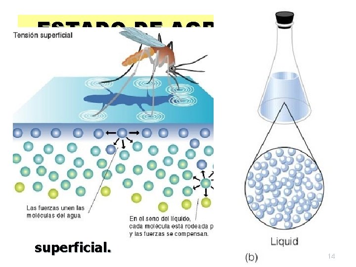 ESTADO DE AGREGACION LIQUIDO n n No tienen forma definida, adoptan la forma del